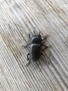 オサボリではないけど、、、、