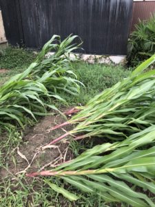 台風の影響は、、、、、