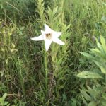 タカサゴユリ、、、、