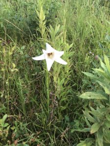 タカサゴユリ、、、、