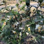 お茶の花がたくさん咲いています、、、、