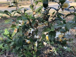 お茶の花がたくさん咲いています、、、、