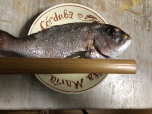 釣果は、、、、、