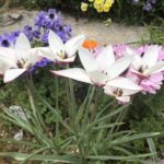 同じ堺市でも、、、、