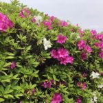 あーでもない、こーでもない、、、、