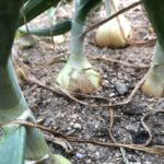 タマネギを収穫、、、、