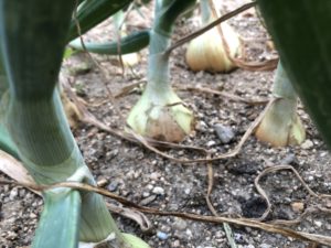 タマネギを収穫、、、、