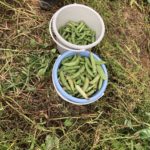 ほっちっち農業で、、、、