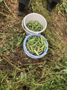 ほっちっち農業で、、、、