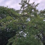 朝のウォーキング、、、、、、