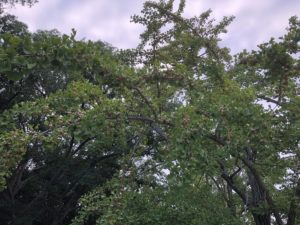 朝のウォーキング、、、、、、