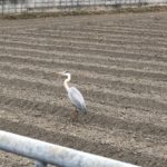 削りの後は、、、、