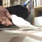 ちゅんちゅん丸、いままでありがとう、、、、、、