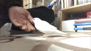 ちゅんちゅん丸、いままでありがとう、、、、、、