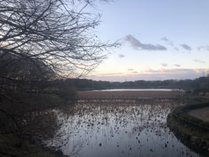 新年になり、、、、、、、、