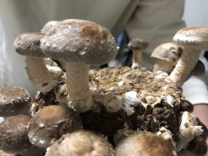 シイタケ栽培の結果は、、、、、