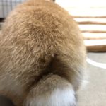 だれのおしり、、、、、