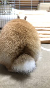 だれのおしり、、、、、