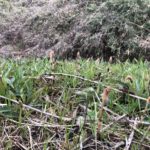 ここにも春が来ていますね、、、、