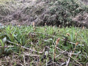 ここにも春が来ていますね、、、、