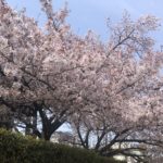 桜の季節に一心寺へ、、、、