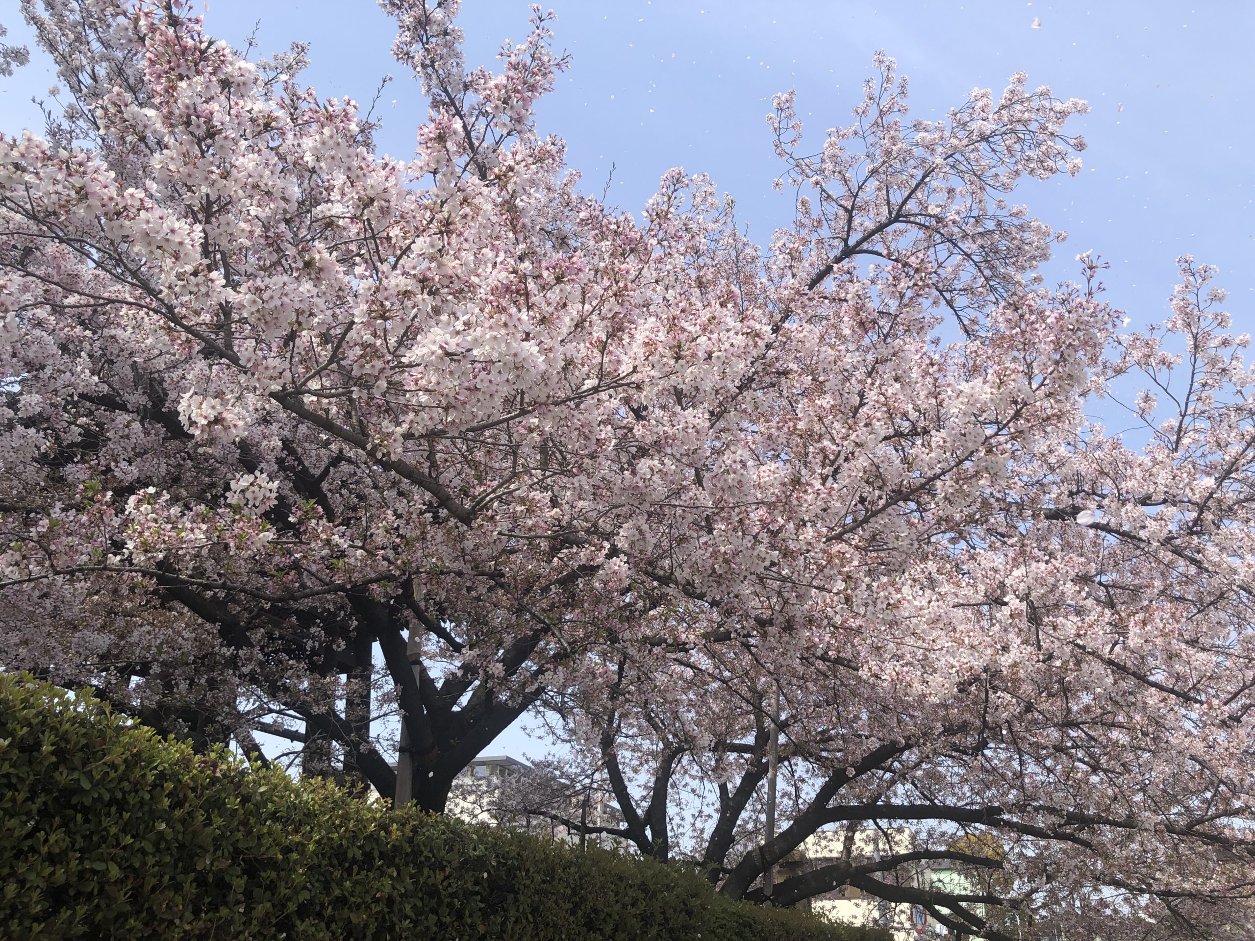 桜の季節に一心寺へ、、、、