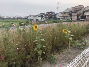 こんな季節感も、、、、、