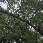 もうすぐ秋ですねぇー