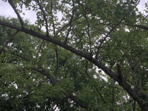 もうすぐ秋ですねぇー