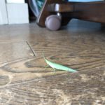 なかなかアップができていない、、、、