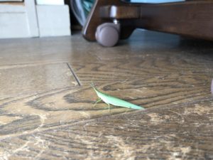 なかなかアップができていない、、、、