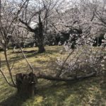 桜のお花見に、、、、、
