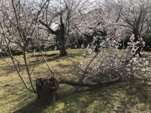 桜のお花見に、、、、、