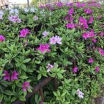 季節は進む、、、、、、