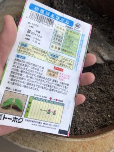 今年こそは朝顔を、、、、、