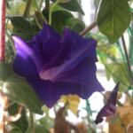 毎朝の楽しみに、、、、