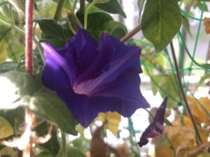 毎朝の楽しみに、、、、