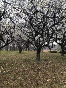 春の気配は、、、