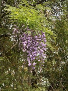 この花の季節に、、、、、