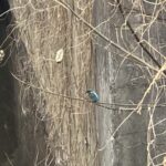 カワセミか、、、、、