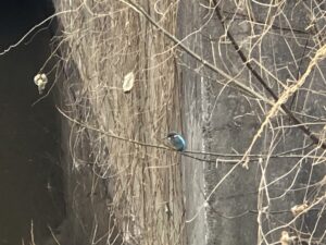 カワセミか、、、、、