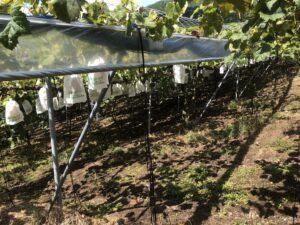 秋の味覚狩り、、、、、